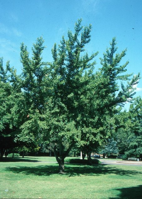 Ginkgo biloba