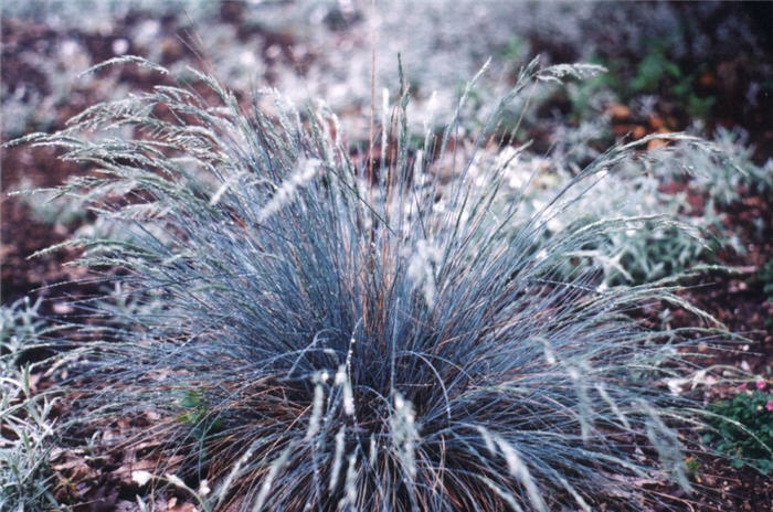 Festuca amethystima 'Superba'