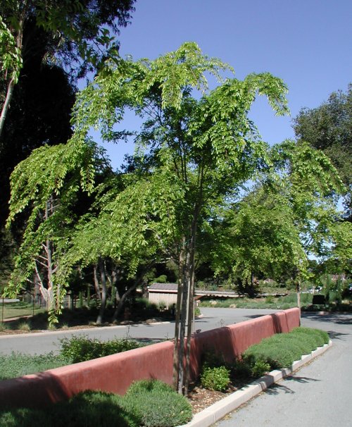 Ulmus parvifolia