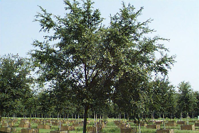Plant photo of: Ulmus parvifolia