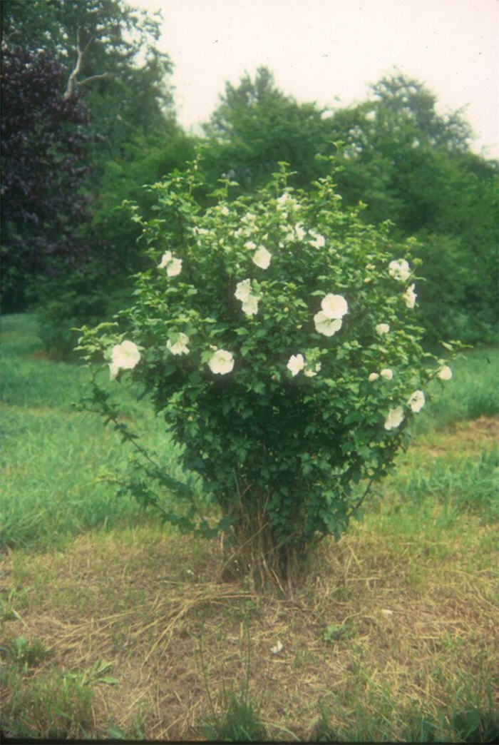 Hibiscus syriacus 'Diana'