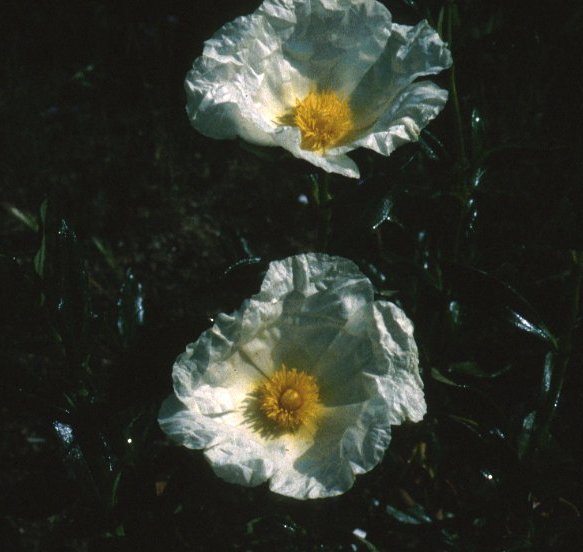 Cistus ladanifera latifolius