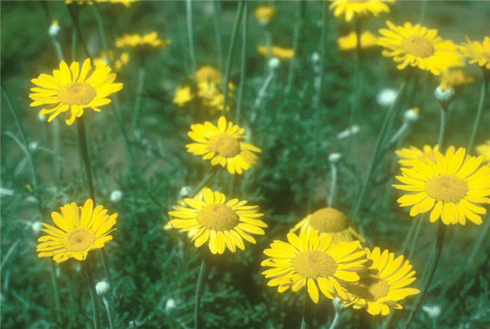 Anthemis tinctoria