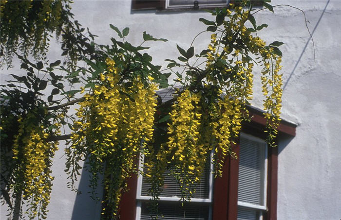Plant photo of: Laburnum X watereri 'Vossii'