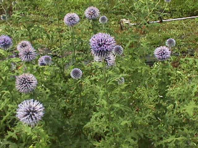 Globe Thistle