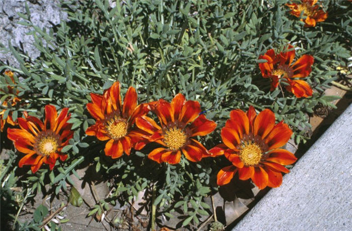 Copper King Gazania