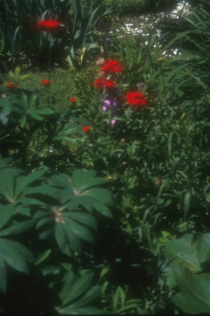 Plant photo of: Lychnis chalcedonica