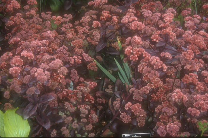 Sedum telephium 'Autumn Joy'