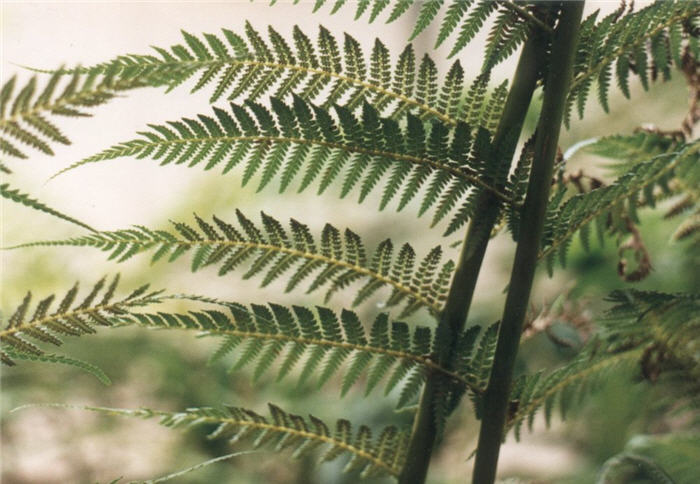 Plant photo of: Cyathea cooperi