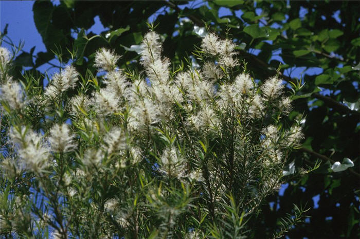 Melaleuca linariifolia