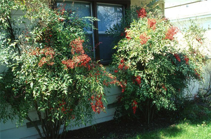 Nandina domestica