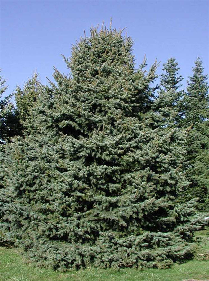 Colorado Spruce