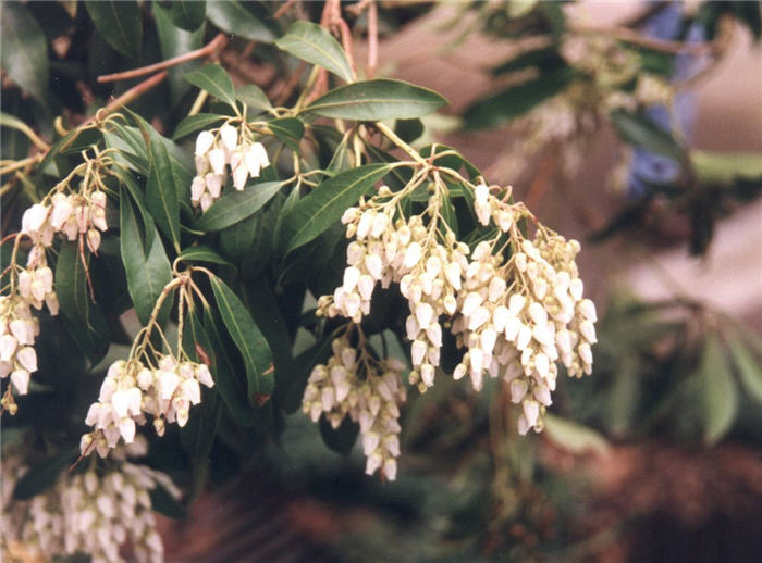 Pieris japonica