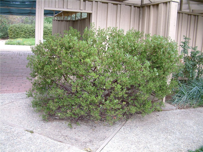 Arctostaphylos densiflora 'Howard McMinn