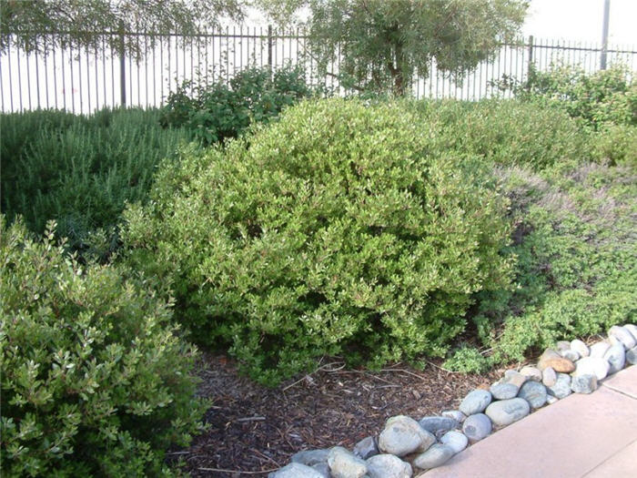 Plant photo of: Arctostaphylos densiflora 'Howard McMinn