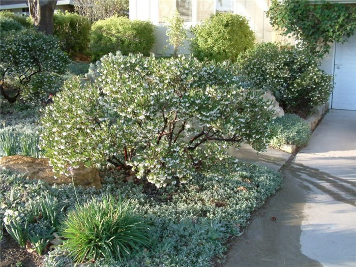 Plant photo of: Arctostaphylos densiflora 'Howard McMinn