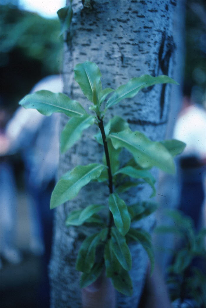 Pittosporum eugenioides