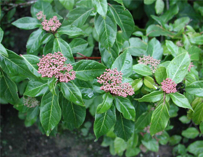 Laurustinus Viburnum