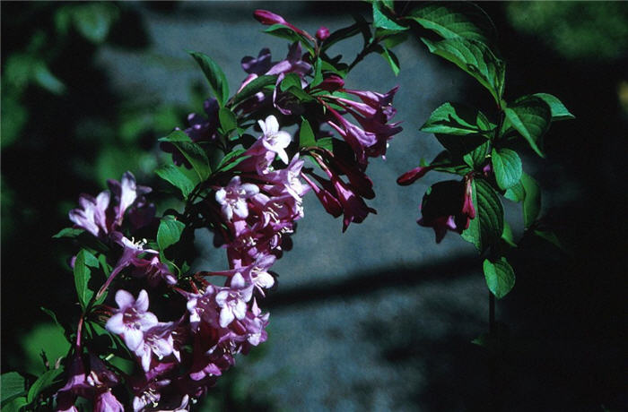 Plant photo of: Weigela florida