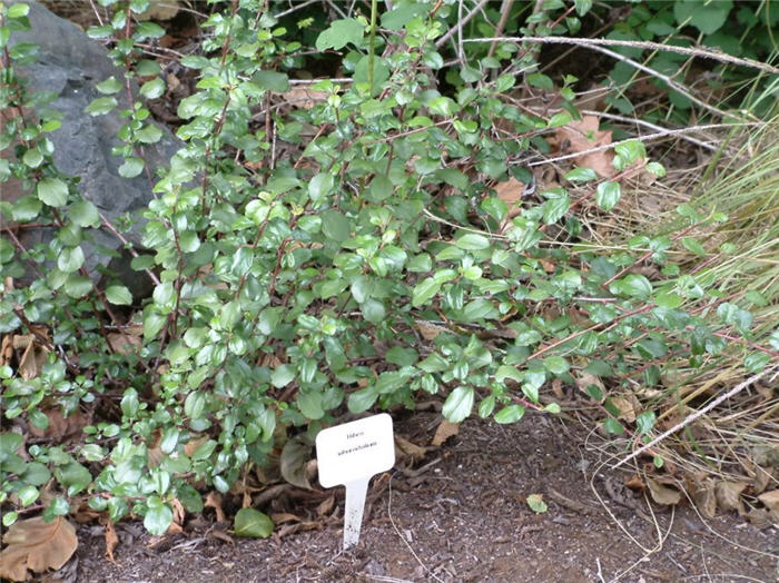 Ribes viburnifolium