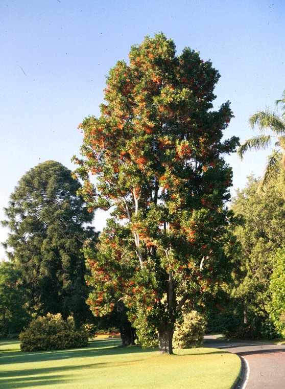 Stenocarpus sinuatus