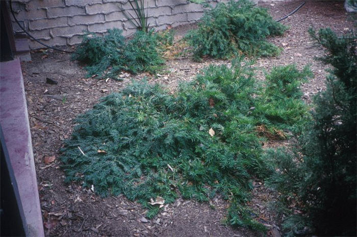 Taxus baccata 'Repandens'