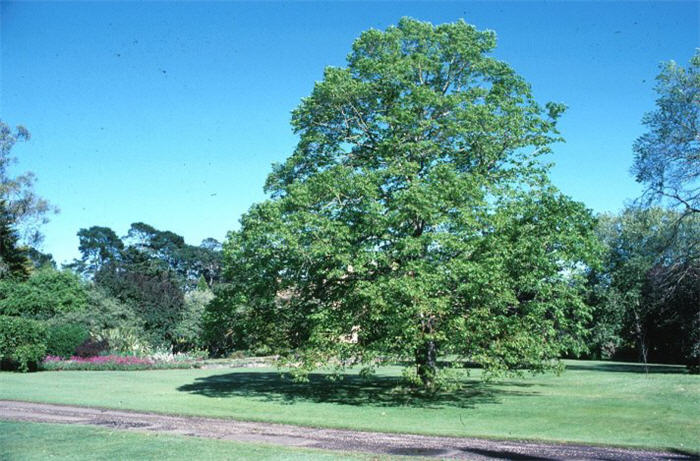 Tilia cordata