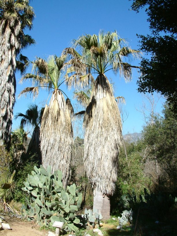 Washingtonia filifera