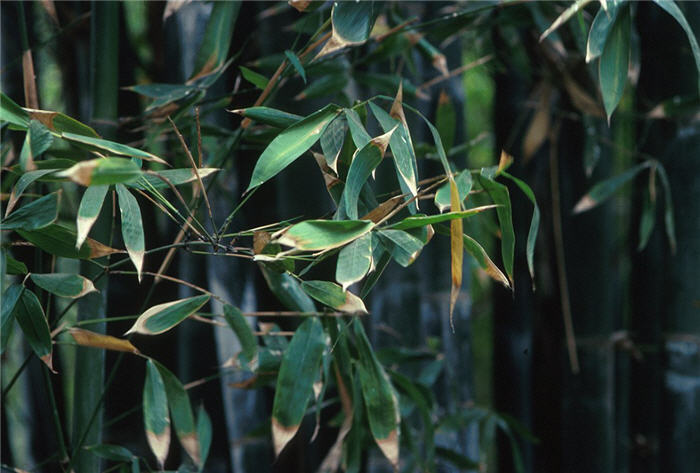 Phyllostachys bambusoides