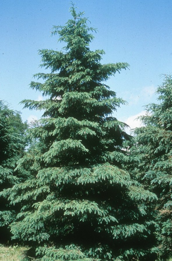 White Spruce