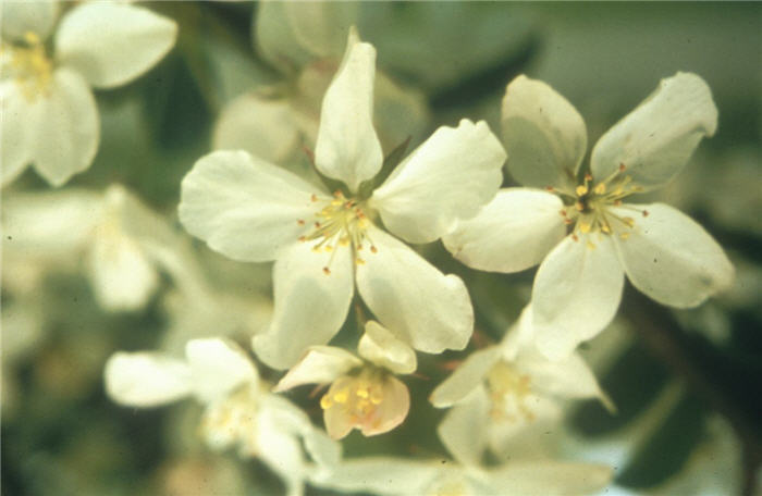 Malus 'White Angel'