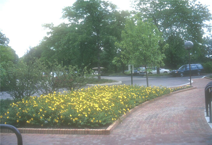 Hypericum patulum 'Hidcote'