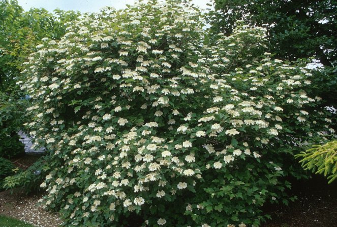 Dwarf European Cranberrybush