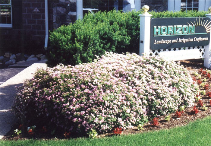 Spiraea japonica 'Little Princess'