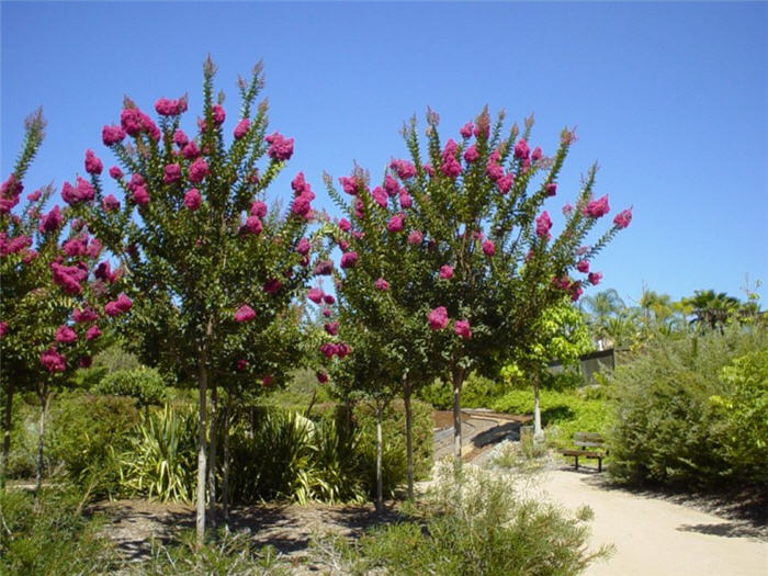 Tuscarora Crape Myrtle