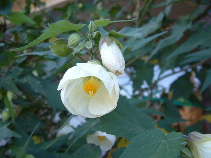 Abutilon hybrids