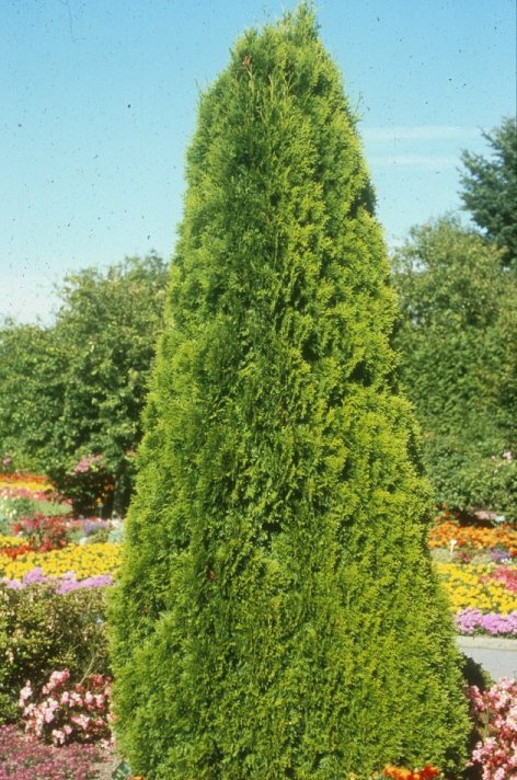 Emerald  Cedar