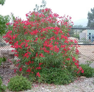 Clay Soil Plants