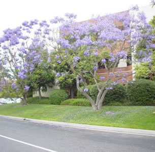 Flowering Trees