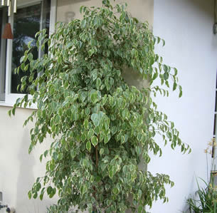 Patio Trees