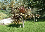 Red Star Cordyline