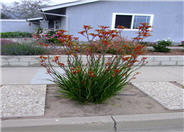 Red Cross Kangaroo Paws