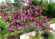 Forest Pansy Redbud