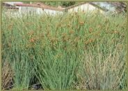 Quartz Creek Rush