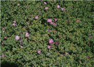 Purple Ice Plant