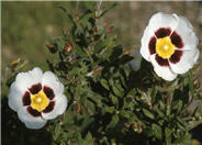 Dry Rockrose
