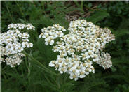 Common Yarrow, Milfoil