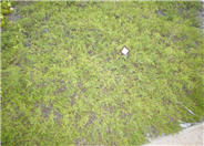 Coyote Bush Prostrate, Dwarf Chapar