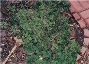 Lemon Balm