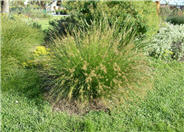 Autumn Moor Grass